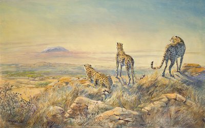 Cheetah with Kilimanjaro in the background, 1991 by Tim Scott Bolton